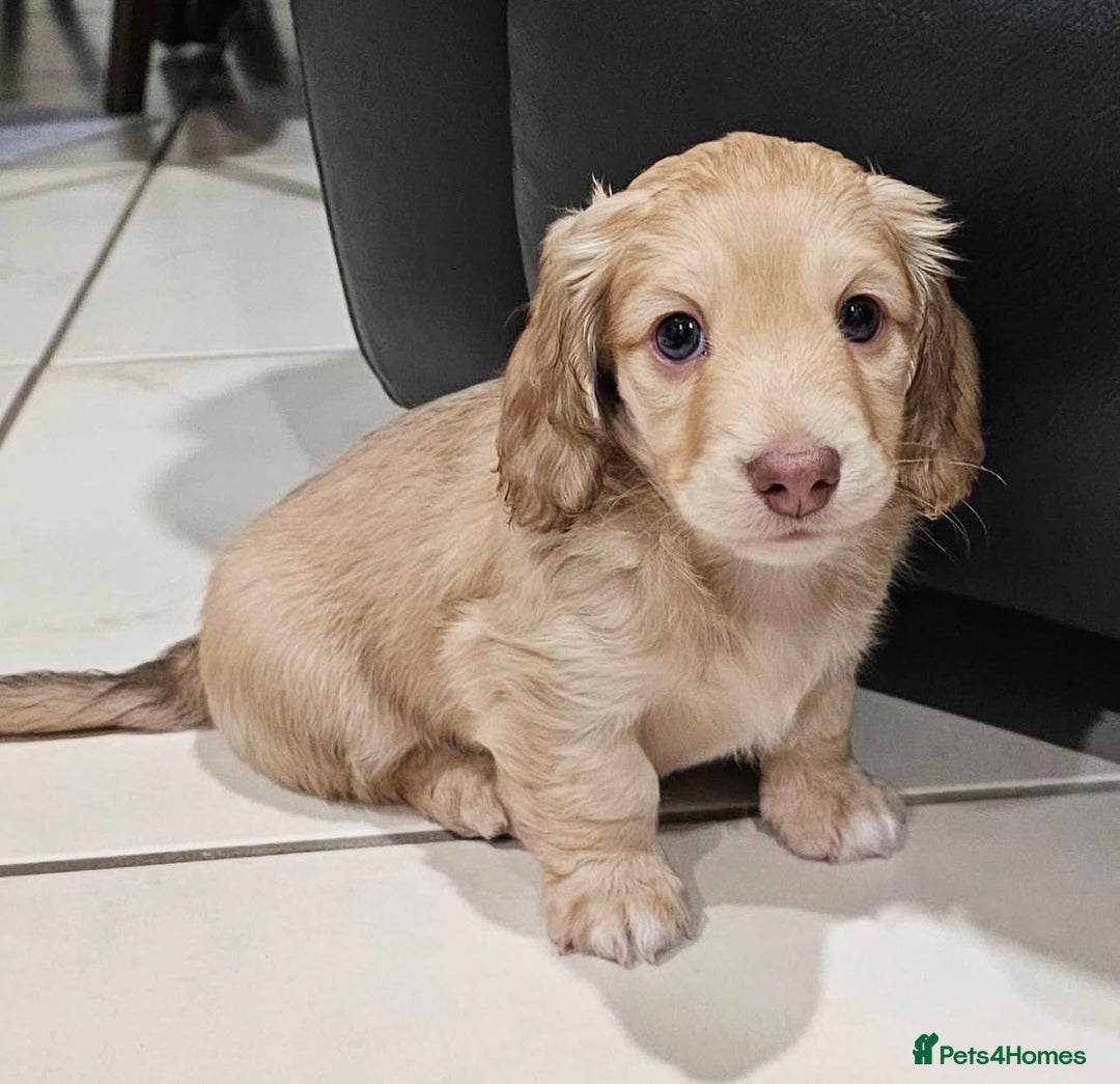 Miniature Dachshund dogs for sale: Long coat miniature Dachshund puppies. - Image 1