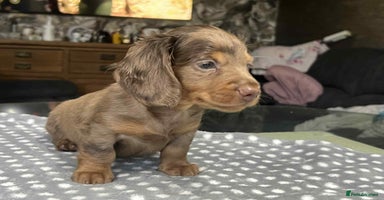 Miniature Dachshund dogs - Advert 8