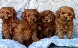 Cavapoo dogs for sale: Cavapoo puppies  - Image 1