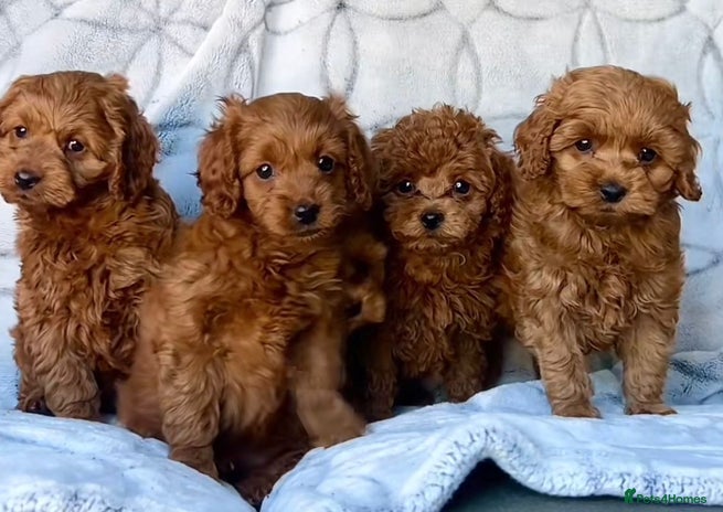 Cavapoo dogs - Advert 1