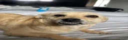 Mixed Breed dogs for adoption: Meet Heidi, currently residing in Warwickshire in Leamington Spa - Advert 4