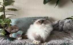 Ragdoll cats for sale: 🐾 adorable ragdoll kittens for sale 🐾  - Image 7