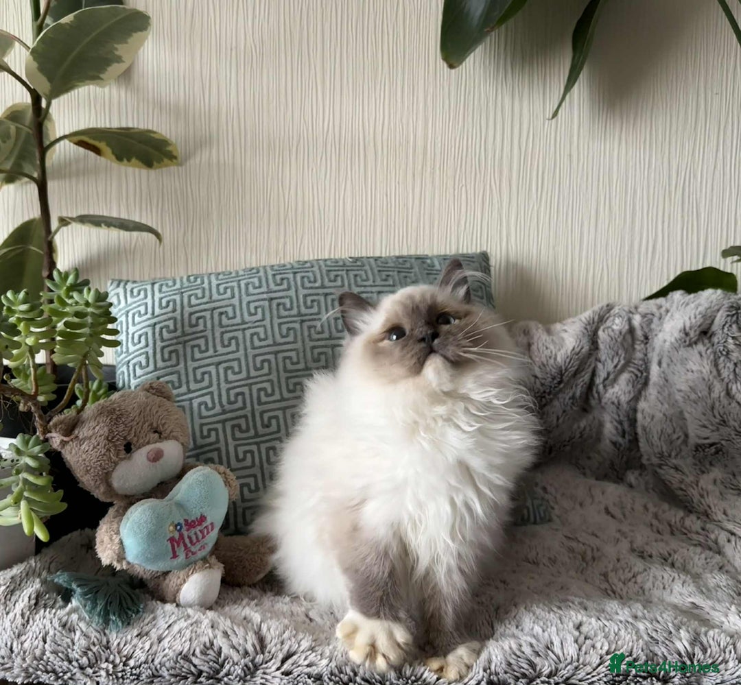 Ragdoll cats for sale: 🐾 adorable ragdoll kittens for sale 🐾  - Image 7