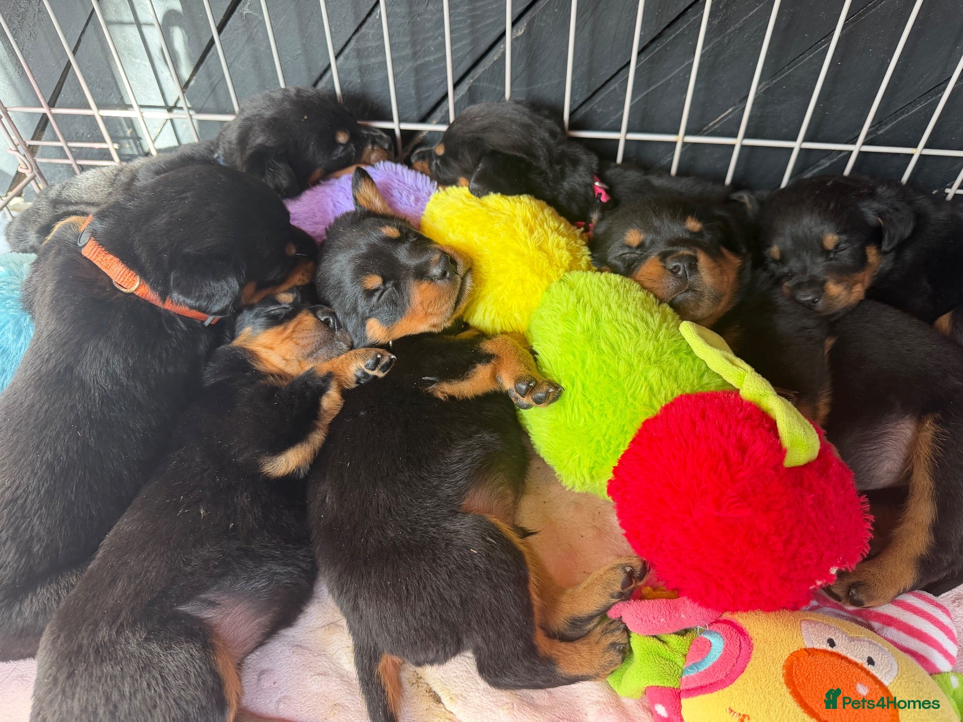 Rottweiler dogs 11 Gorgeous Purebred Rotties for Sale! - Advert 2