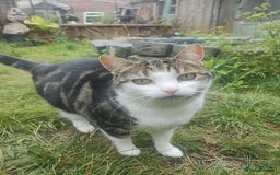 Bengal cats for sale: 😺 Rare opportunity 🔥 Adult Bengals for sale 🐆 - Image 7