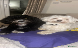 Maltipoo dogs for sale: Unique maltipoo litter 🐶🩷🩵 - Image 12