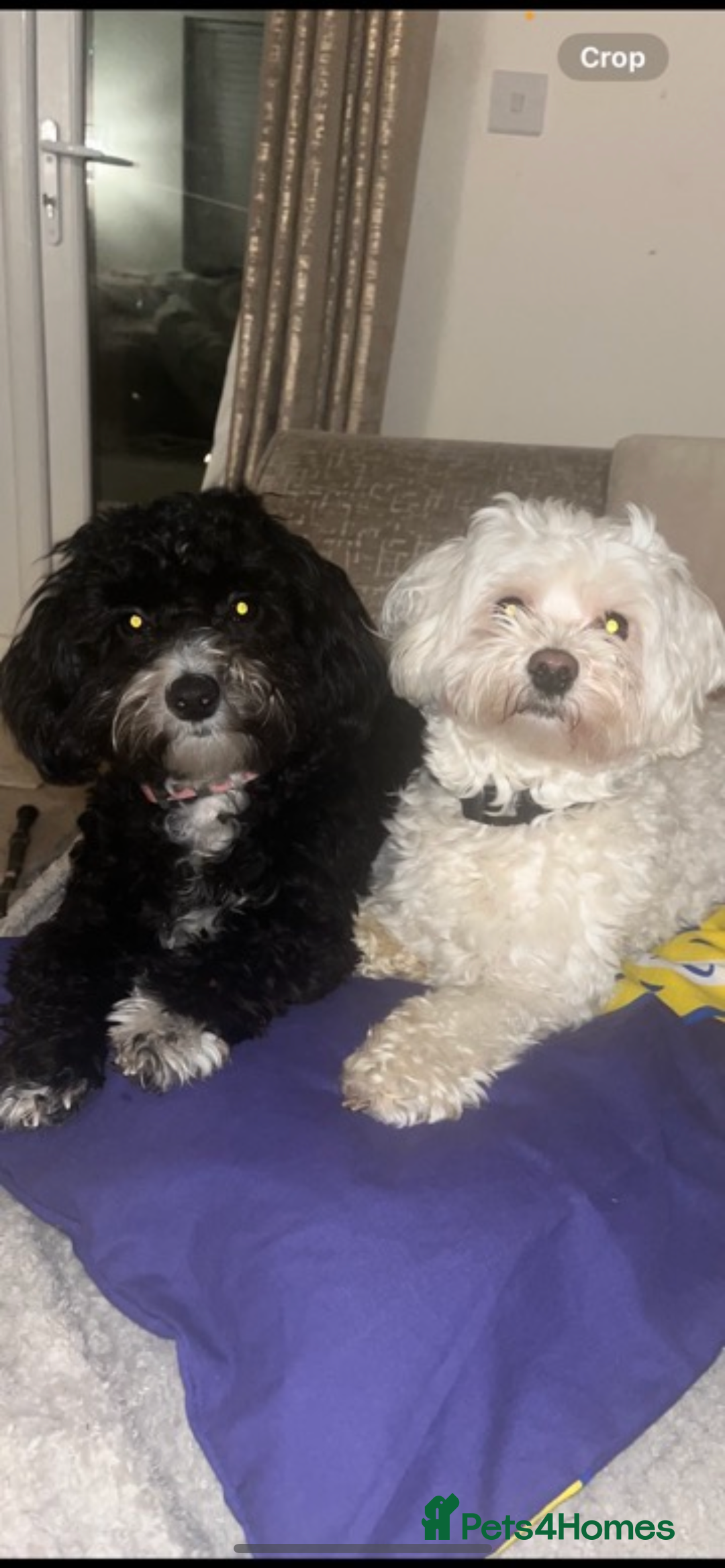 Maltipoo dogs for sale: Unique maltipoo litter 🐶🩷🩵 - Image 12