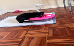 Domestic Shorthair cats for sale: 2 beautiful males - Image 3