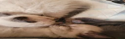 Ragdoll cats for sale: Lang hair ragdoll mix - Advert 9