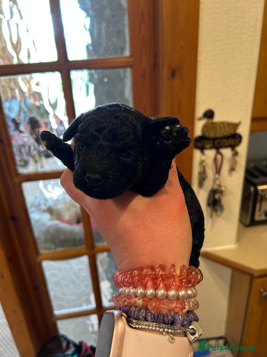 Toy Poodle dogs for sale: Toy poodle puppies ready now. Aberdeenshire - Image 10