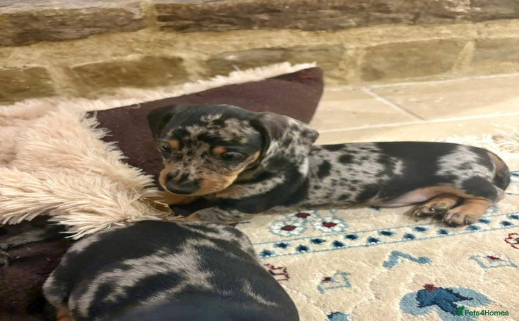 Miniature Dachshund dogs - Advert 1