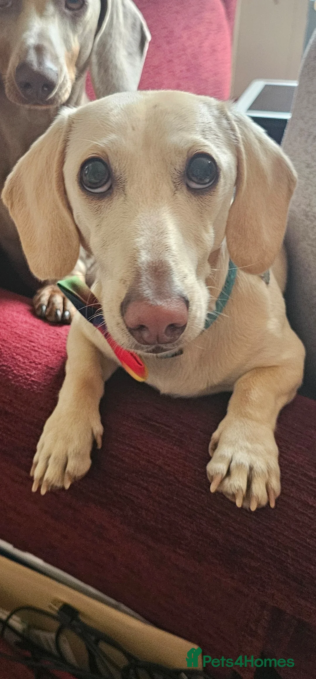 Dachshund dogs for stud: BRADLEY 'COOPER..KC ICEBERG  in Chichester - Advert 2