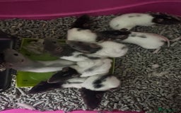 Rat rodents for sale: Fancy rats  - Image 1