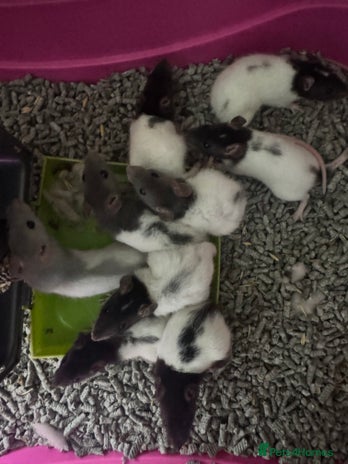 Rat rodents - Advert 16