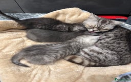 British Shorthair cats for sale: GORGEOUS BSH KITTENS in Oldham - Image 27