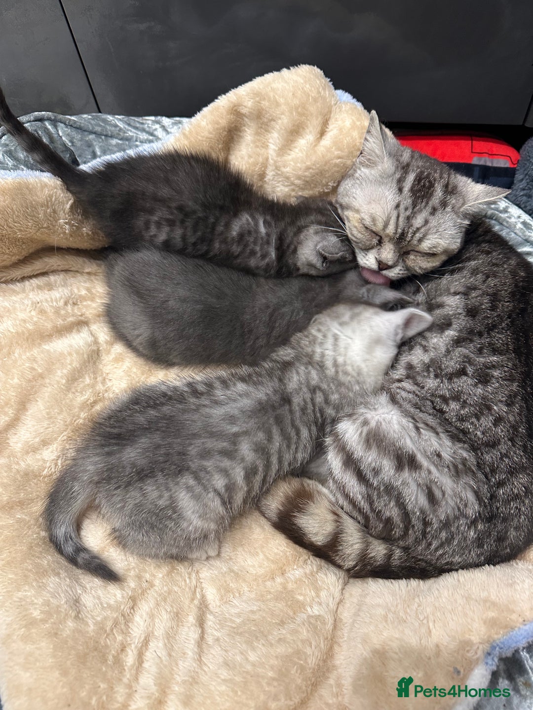 British Shorthair cats for sale: GORGEOUS BSH KITTENS in Oldham - Image 27