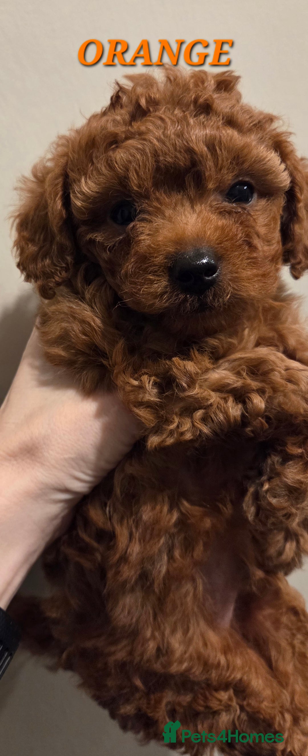 Mixed Breed dogs for sale: Toy / Aisan Poodle, Red Puppies - Advert 13