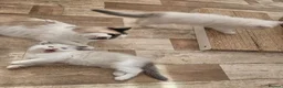 Ragdoll cats for sale: Pure Ragdolls in Pontypool - Advert 16
