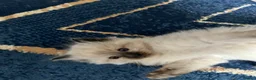 Ragdoll cats for sale: Stunning fur purebred ragdolls - Advert 23