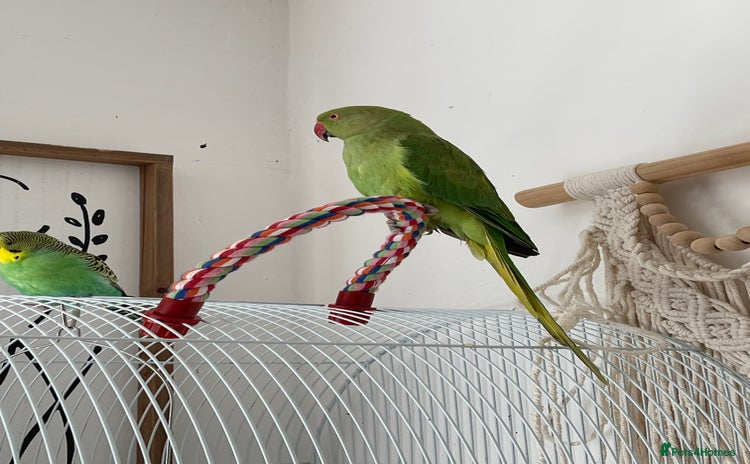Ringnecks birds - Advert 1