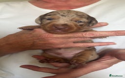 Miniature Dachshund dogs for sale: Beautiful mini Daxis  - Image 2