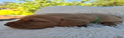 Labrador Retriever dogs for sale: Gorgeous Fox Red Labrador Puppies. - Advert 6