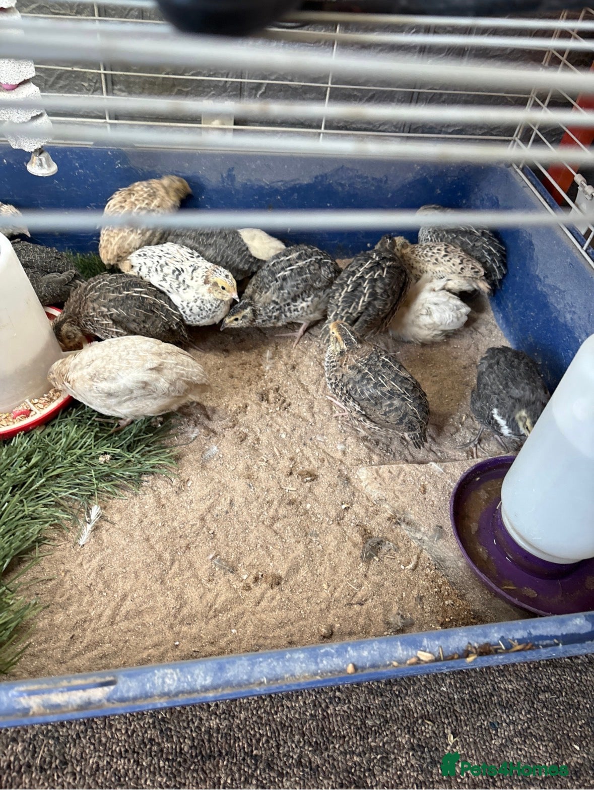Quail poultry Coturnix Quail / English whits  - Advert 2