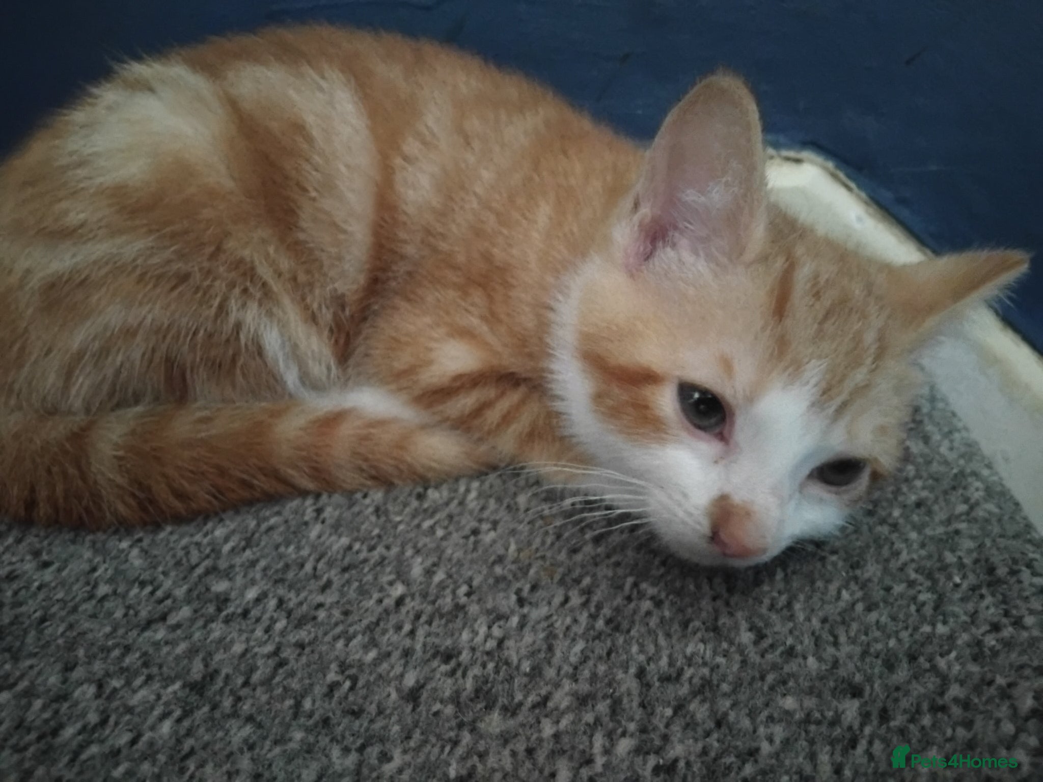 Mixed Breed cats for sale: 6 cute kittens  - Advert 9