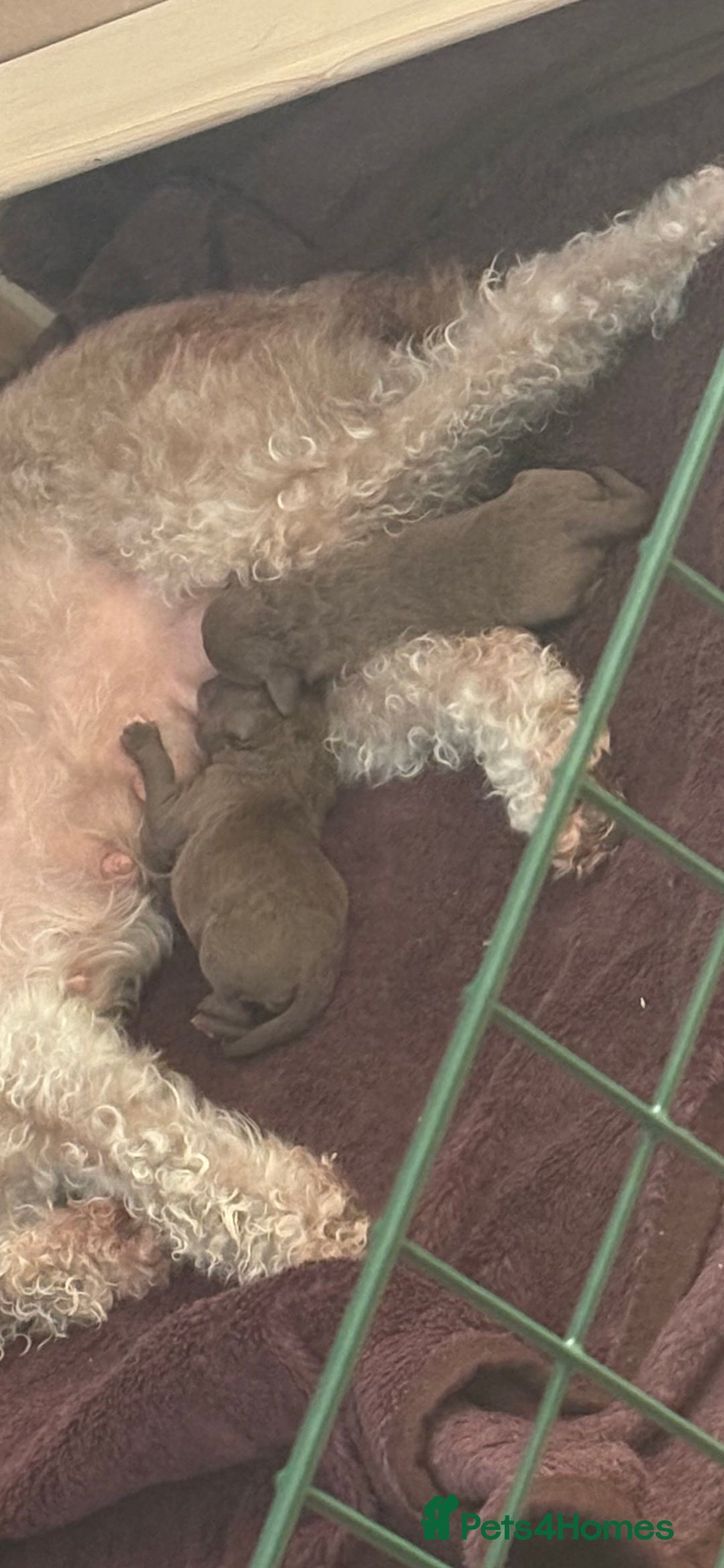 Bedlington Terrier dogs for sale: Pure Bedlington terrier puppy’s for sale £1500 - Image 1