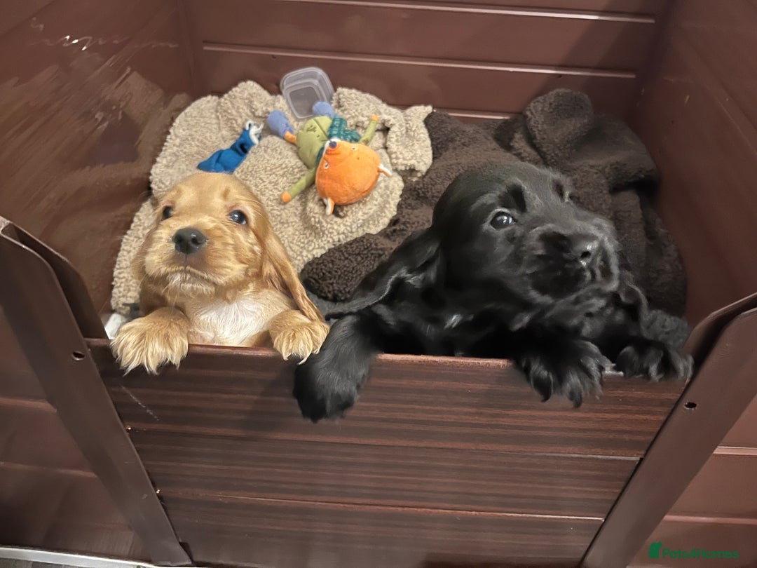 Cocker Spaniel dogs for sale: Solid black cocker spaniel puppies ready 10th Dec  - Image 3