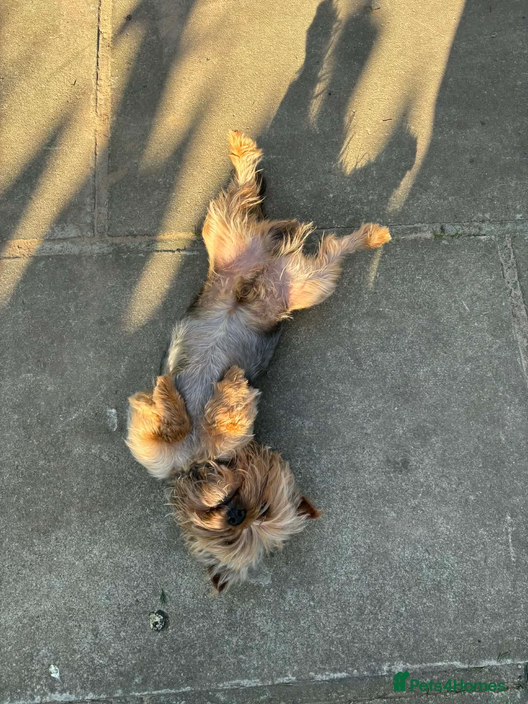 Yorkshire Terrier dogs for sale: Lovely yorkshire terrier boy - Advert 2