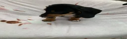Dachshund dogs for sale: ****4 beautiful boys *** in Nottingham - Advert 7