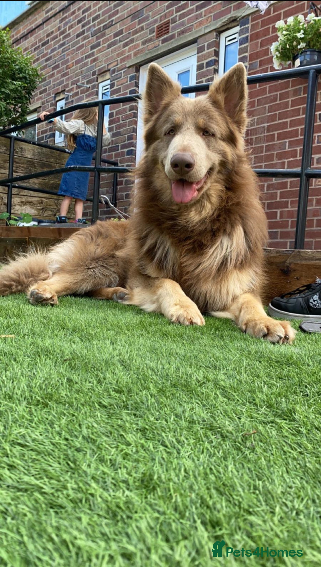 German Shepherd dogs Sabre, big strong straight backed DMclear male GSD in Stoke-on-Trent - Advert 6