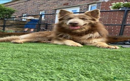 German Shepherd dogs for stud: Sabre, big strong straight backed DMclear male GSD in Stoke-on-Trent - Image 1