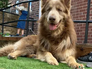 German Shepherd dogs Sabre, big strong straight backed DMclear male GSD in Stoke-on-Trent - Advert 5