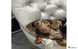 Miniature Dachshund dogs for sale: Chocolate dapple Miniature Dachshund  - Image 4