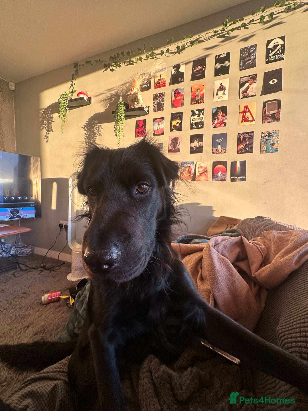 Mixed Breed dogs for sale: Ashly needs a new home asap! 🫶 - Advert 4