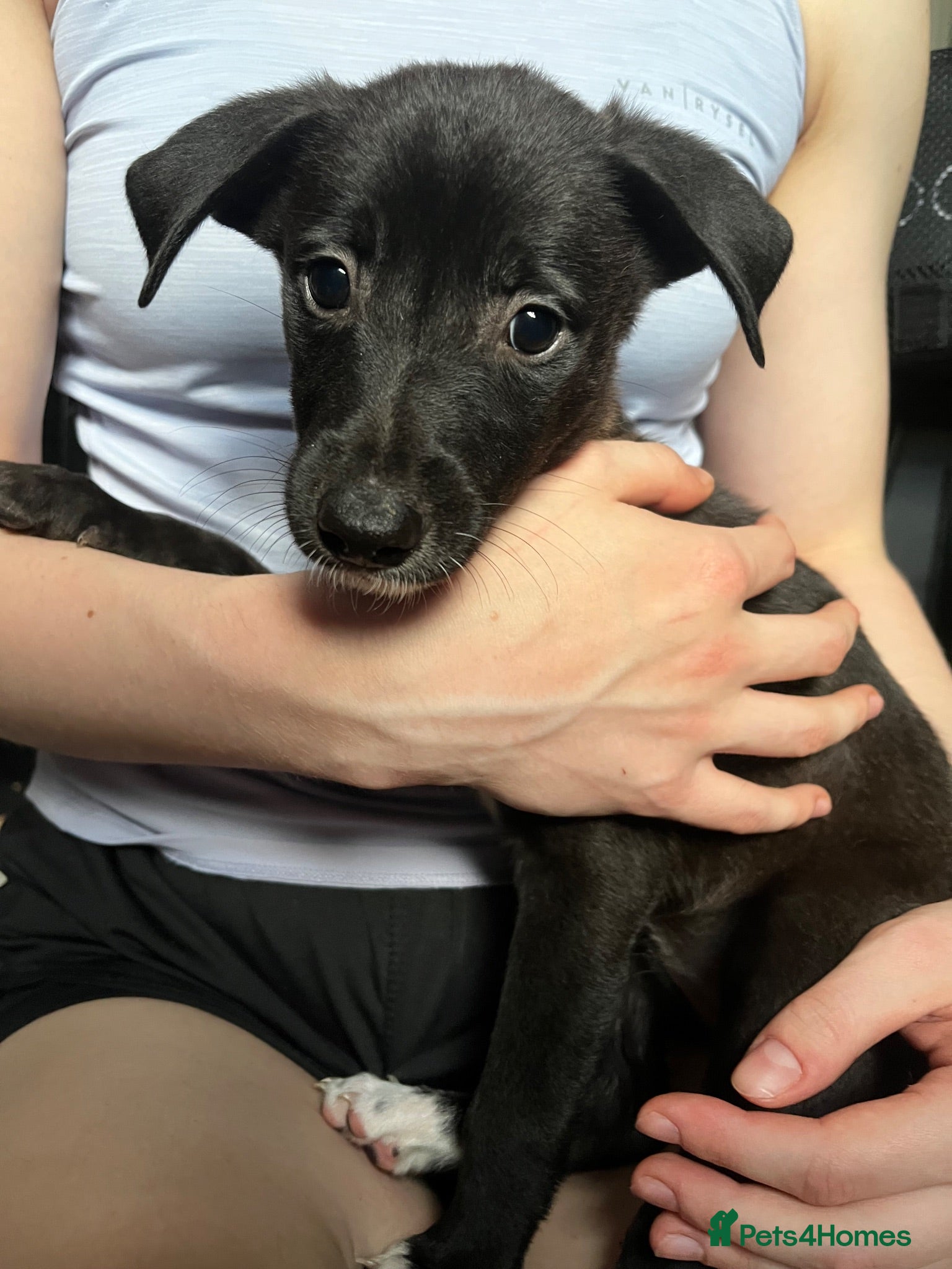 Lurcher dogs Five Lurcher Pups Ready To Go - Advert 2