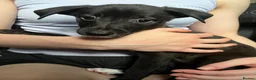 Lurcher dogs for sale: Five Lurcher Pups Ready To Go - Advert 2