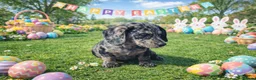 Mixed Breed dogs for sale: Absolutely Stunning Dapple Dachsador Girl - Advert 10