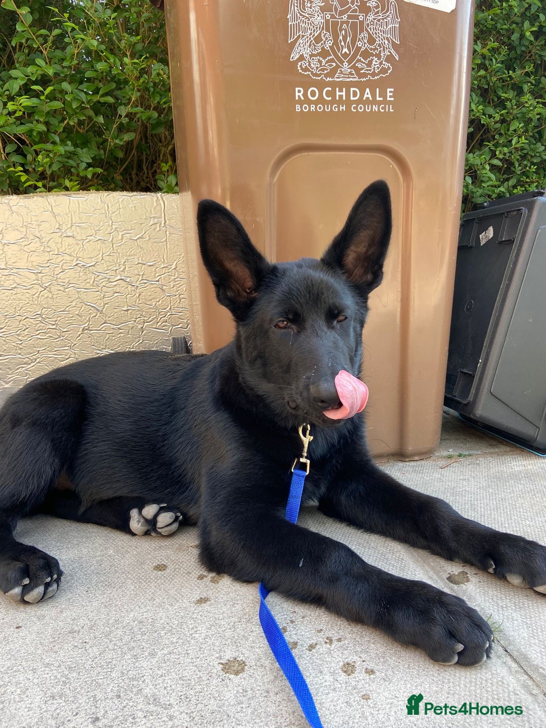 German Shepherd dogs for sale: 4 Month old German Shepherd Puppy for sale - Image 2