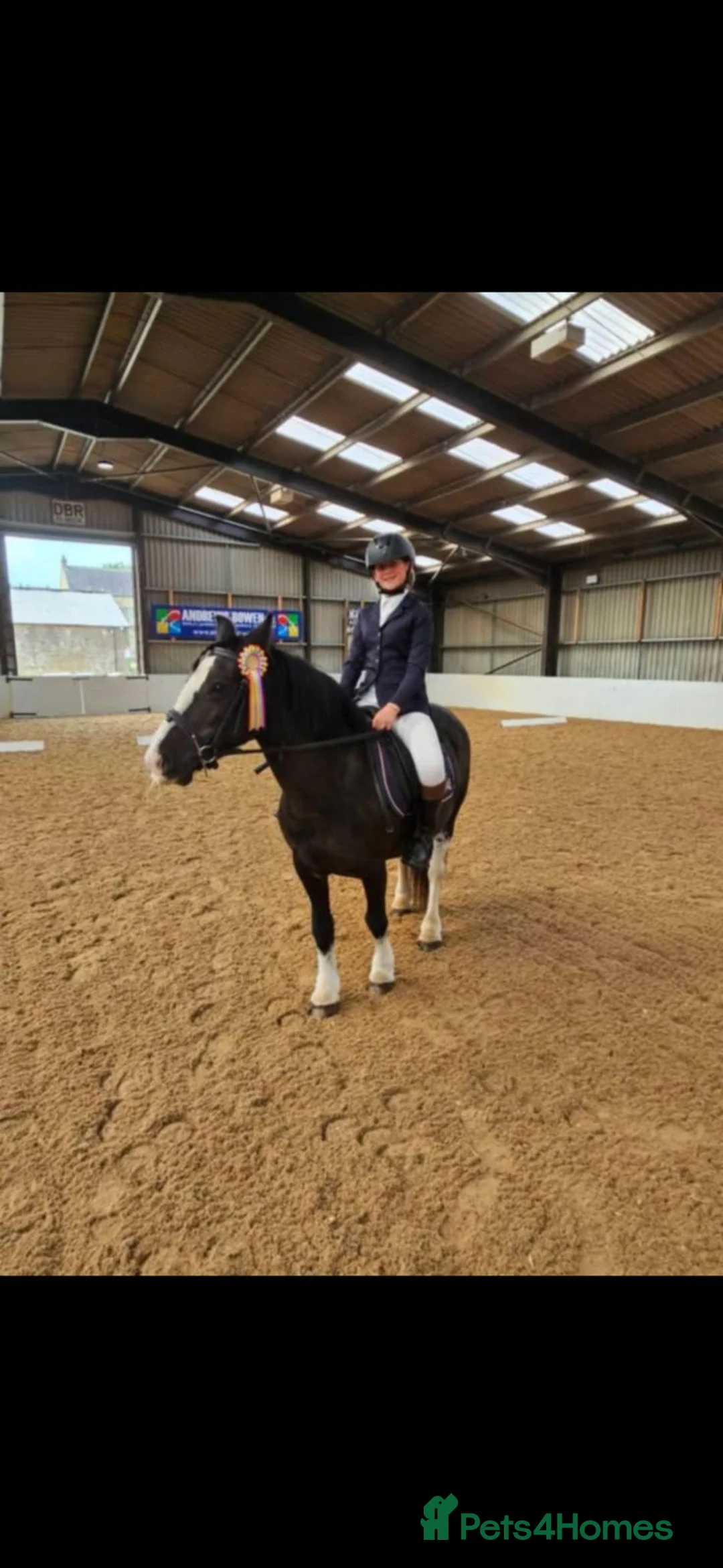 Irish Cob horses for sale: 13.2 All-Rounder cob  in Consett - Advert 4