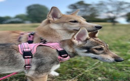 Mixed Breed dogs for sale: 💛Pomsky & Czechoslovakian Wolfdog Puppy Sisters🤎 - Image 14