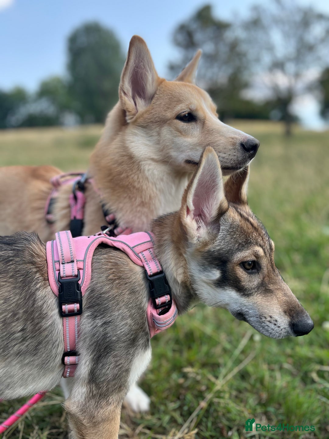 Mixed Breed dogs for sale: 💛Pomsky & Czechoslovakian Wolfdog Puppy Sisters🤎 - Image 14