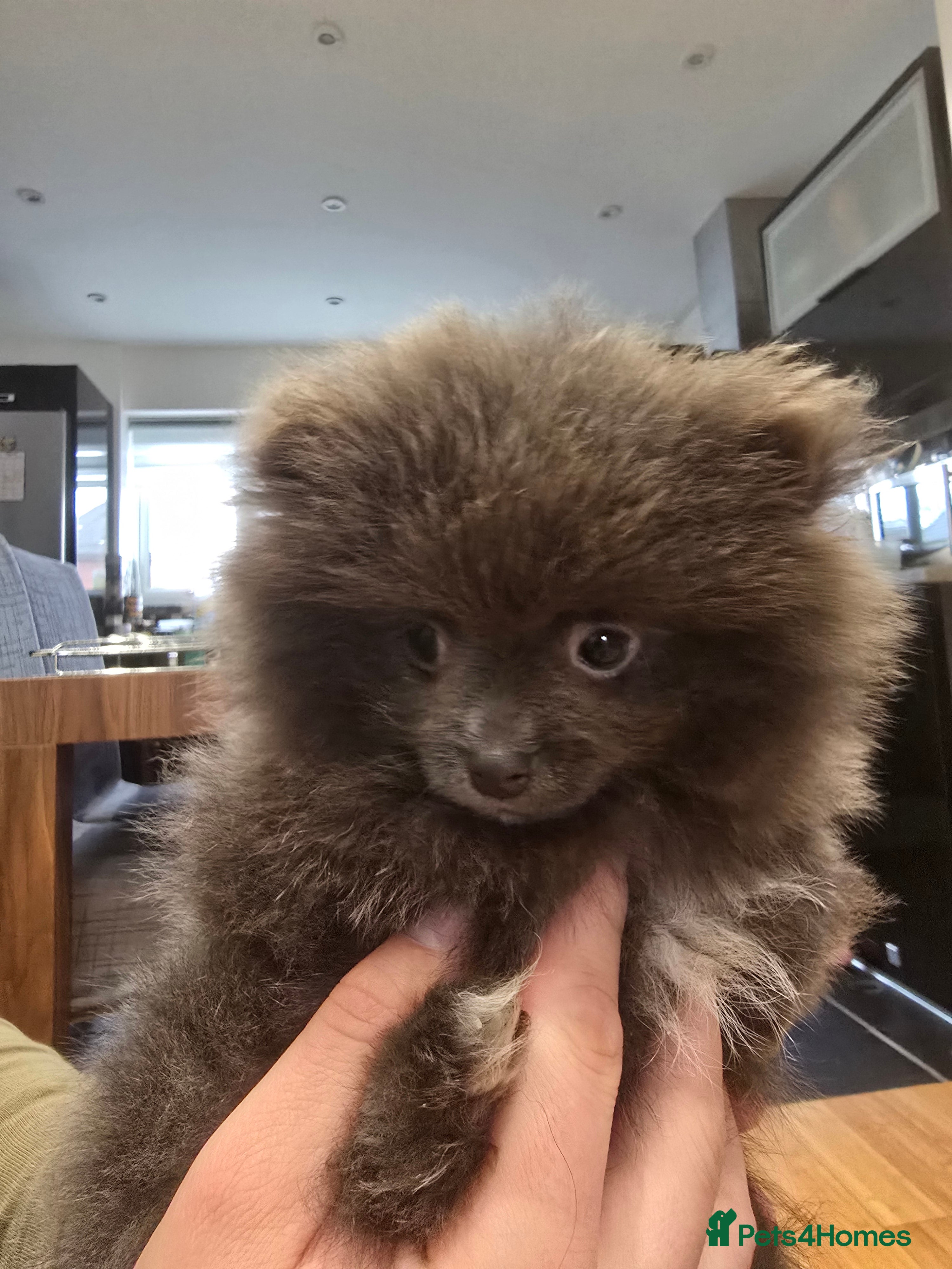 Pomeranian dogs Pomeranian puppy - Advert 6