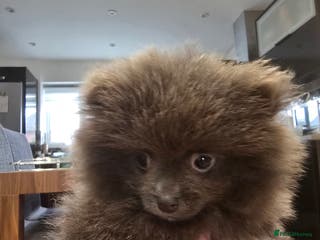 Pomeranian dogs Blue Pomeranian puppy - Advert 1