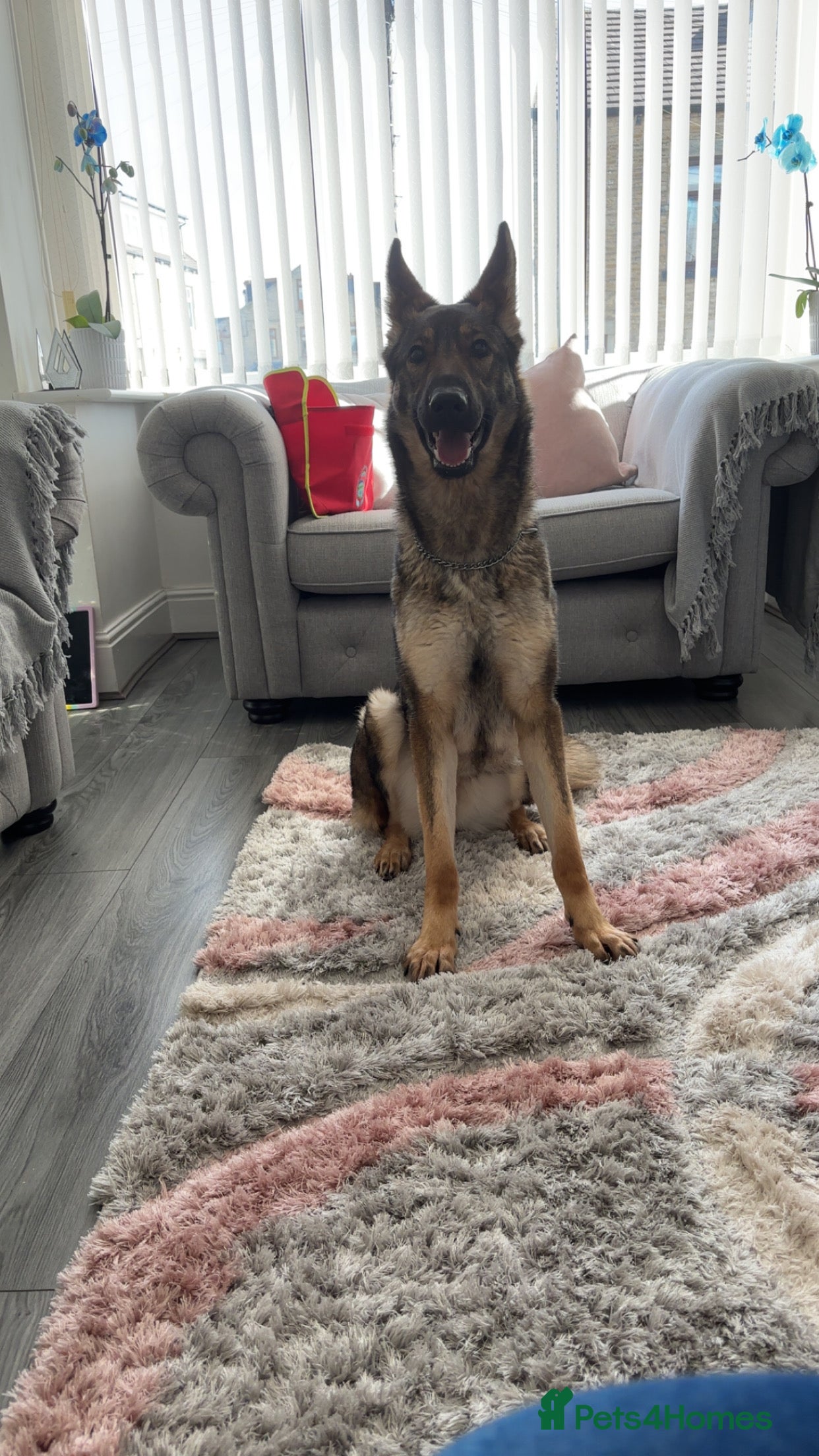German Shepherd dogs Luna  in Bradford - Advert 1