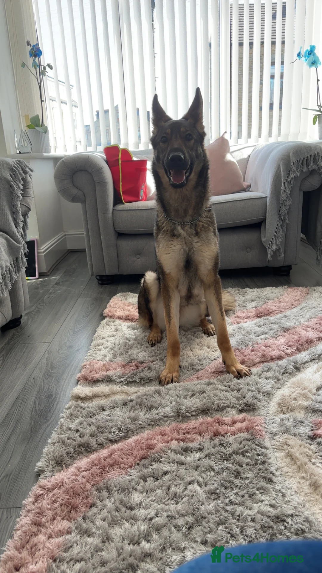 German Shepherd dogs for sale: Luna  in Bradford - Advert 1