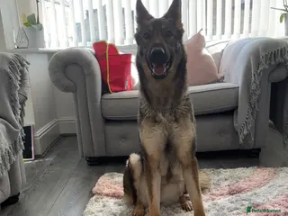 German Shepherd dogs Luna in Bradford - Advert 1