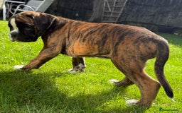 Boxer dogs for sale: Quality Boxer Puppies - Image 5